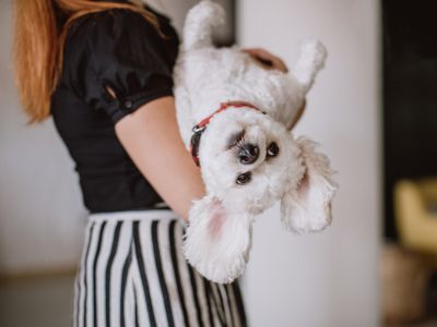 Pet-Friendly Condos in Jersey City