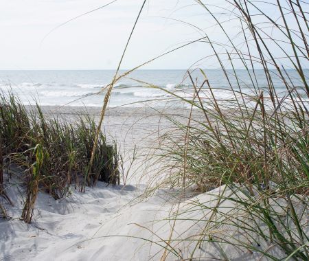 Forest Dunes