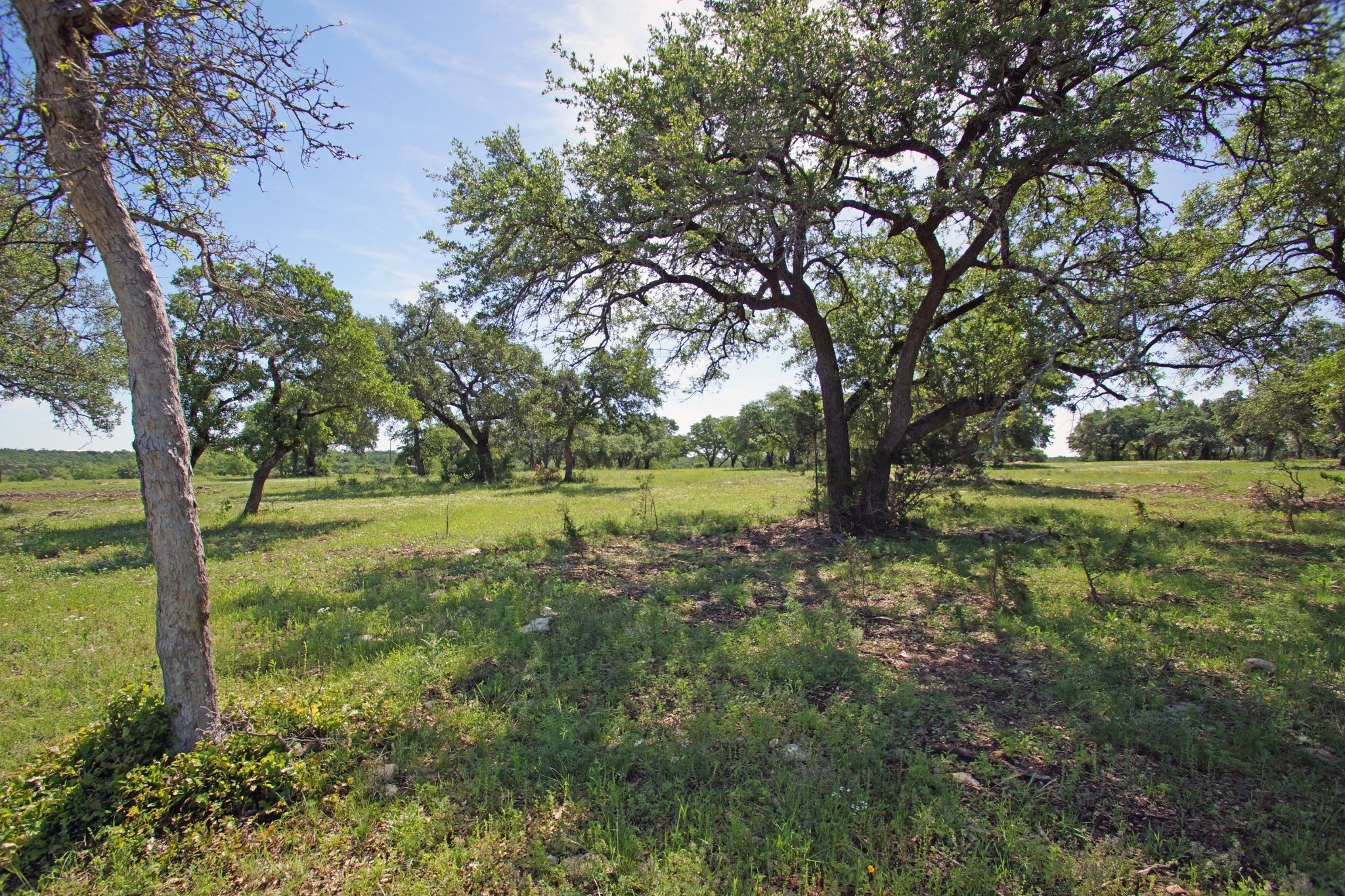 Georgetown TX Ag Exempt Land for Sale | Longhorn Realty