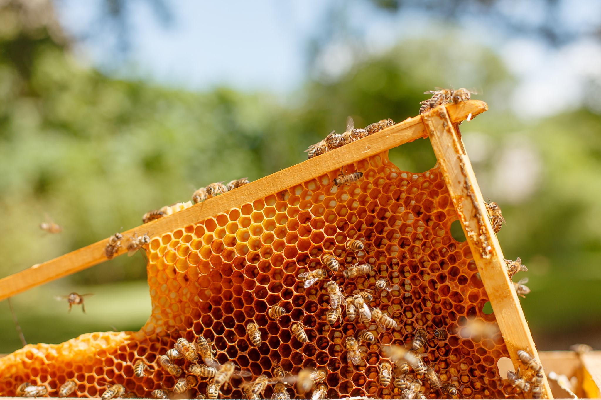 Texas Beekeeping Ag Exemption Longhorn Realty