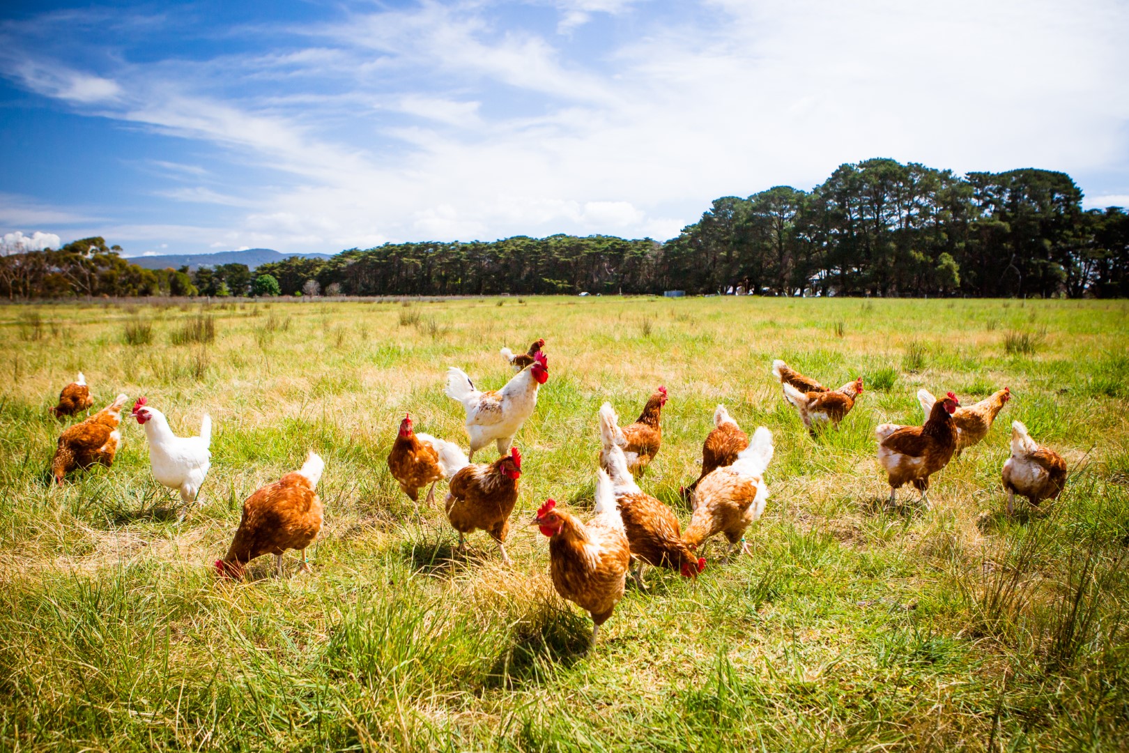A Guide to Keeping Chickens on Texas Land | Longhorn Realty
