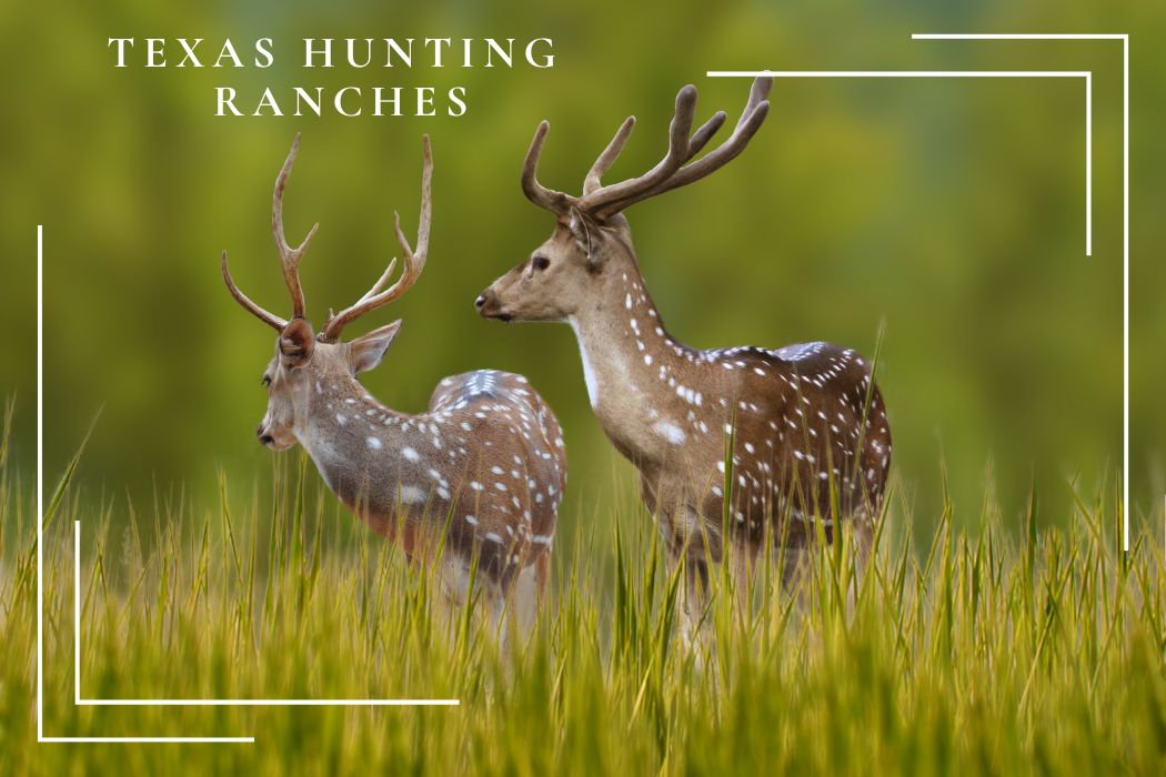 Deer hunting ranches in Texas