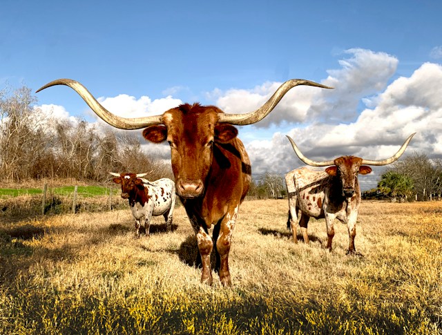 Cattle ranches for sale in Texas