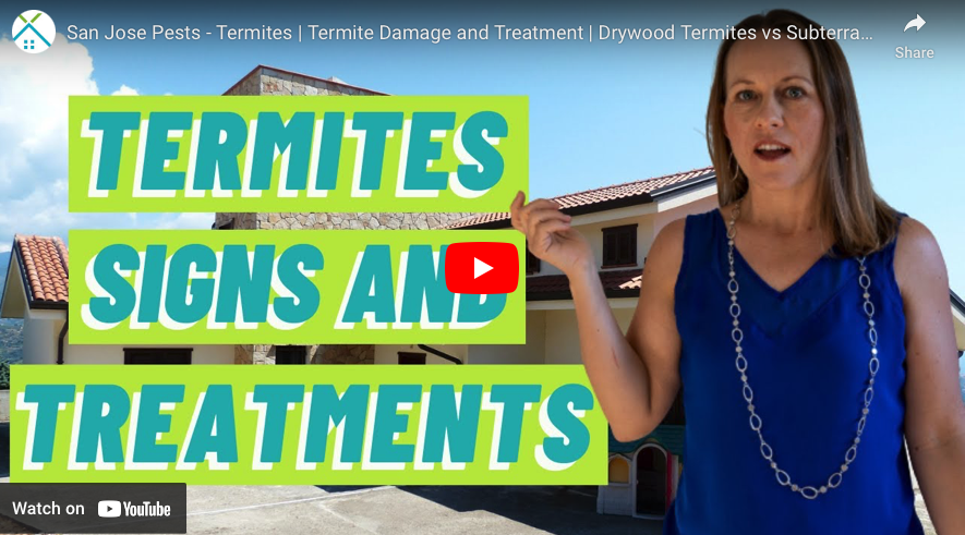 Living in San Jose: Termite FAQs Answered