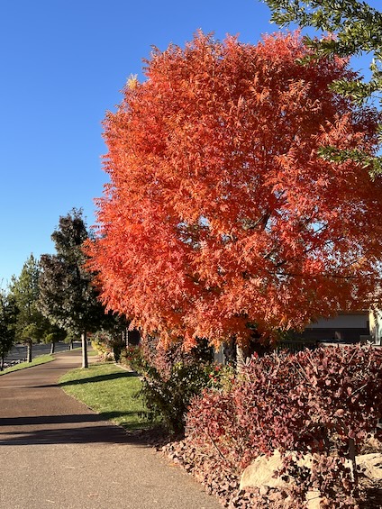 Fall in St George