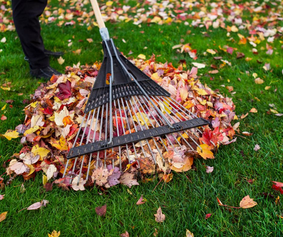 Solution for getting rid of fall leaves on the lawn