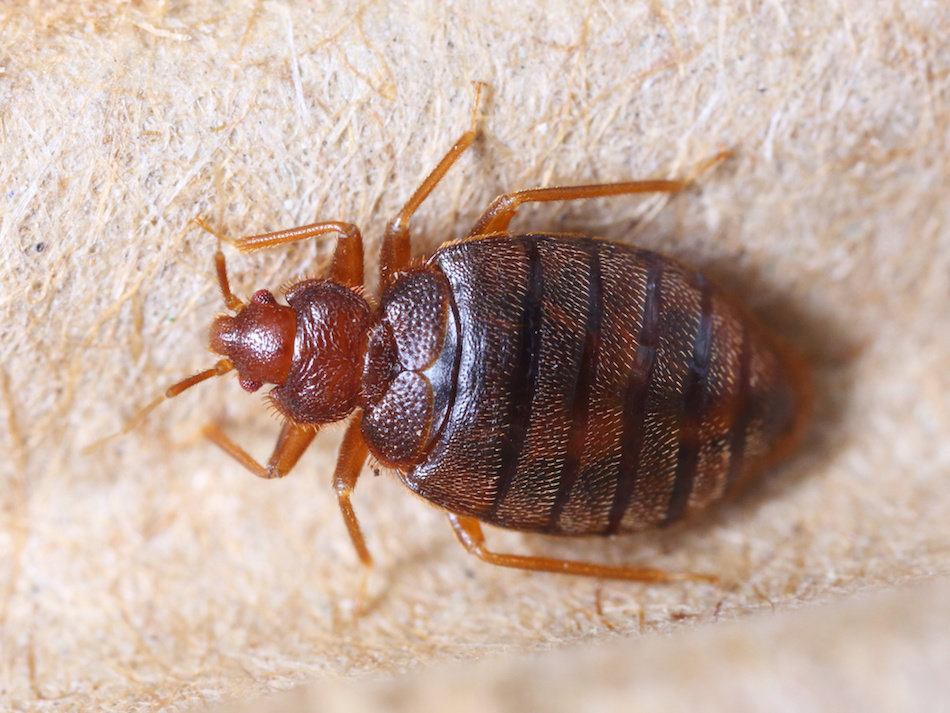How to Identify Bed Bugs