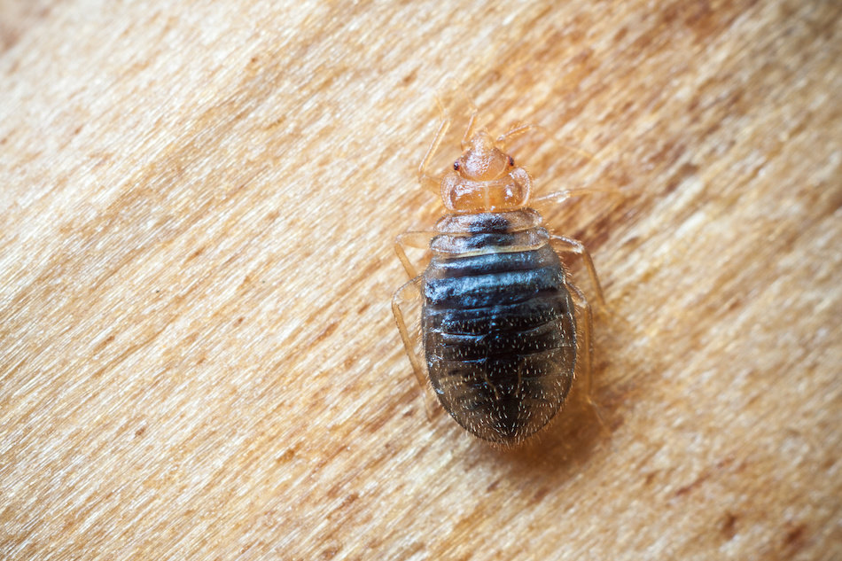 bed bug bites on genital area