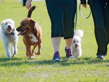 Being a good human at Calgary's off-leash parks