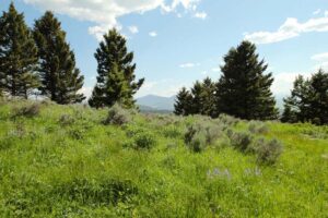 Welcome to Lot #4 Bridger Woods outside of Bozeman MT