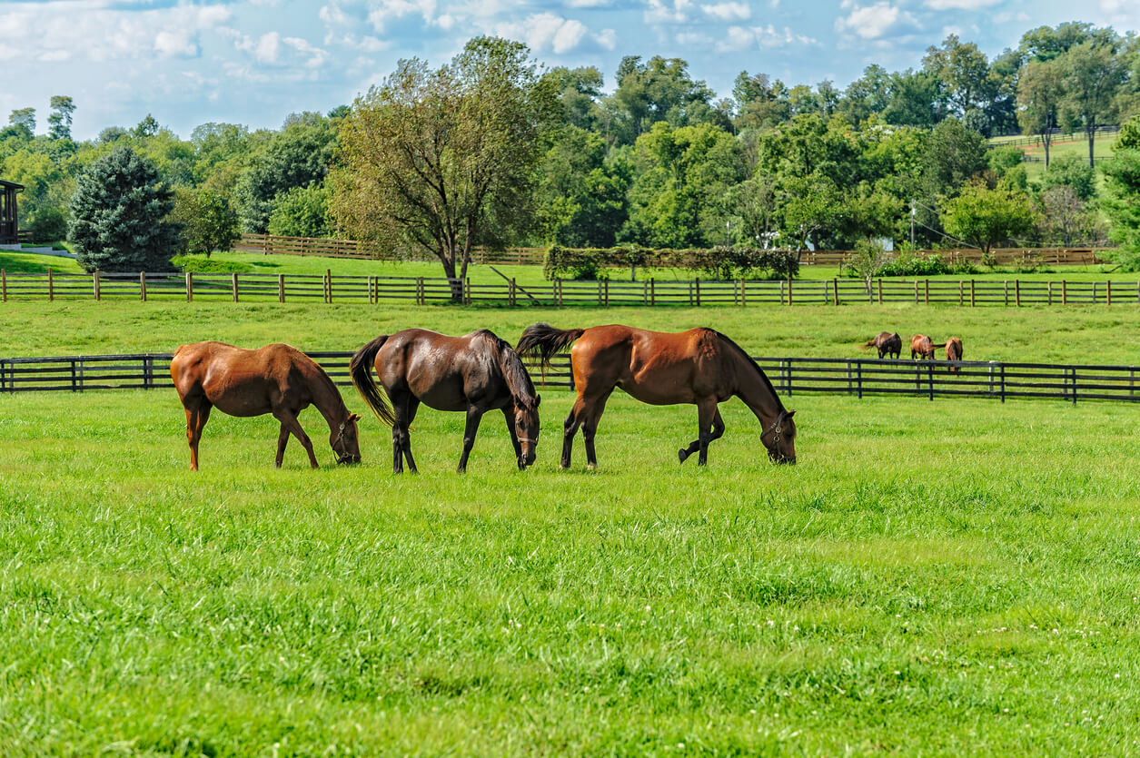 Best Places To Buy a Horse Farm in South Carolina: Find Your Equestrian ...