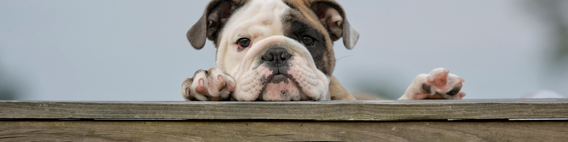 Bulldog looking over a fence