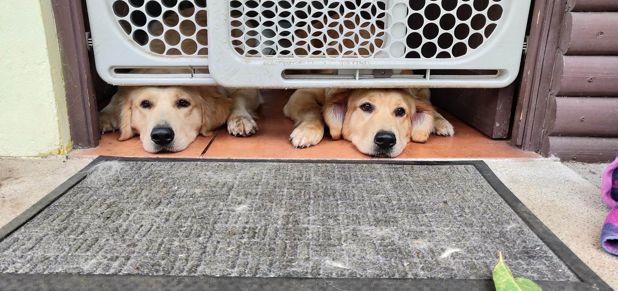 two dogs looking under their gate door