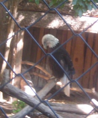 An Idaho Bald Eagle