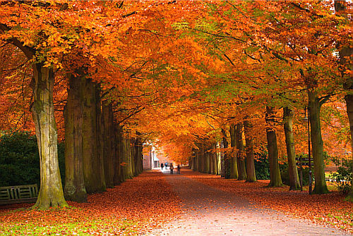 fall_trees_500