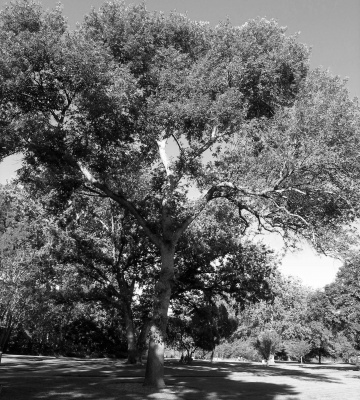 An Idaho Tree in an Idaho Park