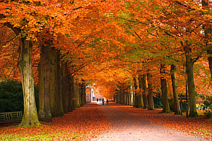 fall_trees_sm_300