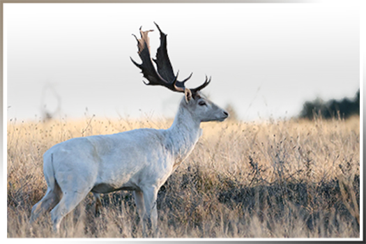 Exotic Deer of a Texas Ranch