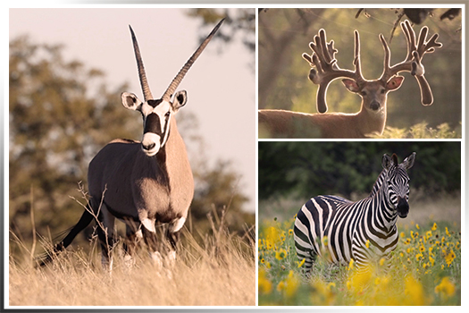 Exotic Breeds and Whitetail owned by founder of TX Real Estate