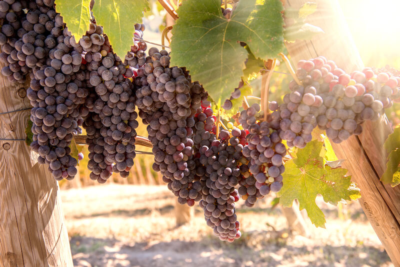 Best Vineyards in Escondido, CA