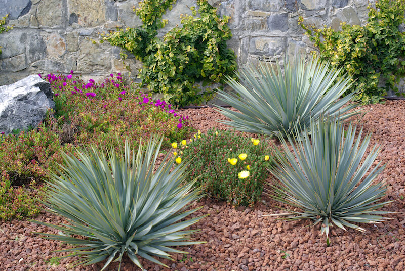 Xeriscaping isn't the Only Low-Water Landscaping Option