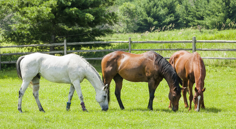 Which Horse Shelter Should You Use?