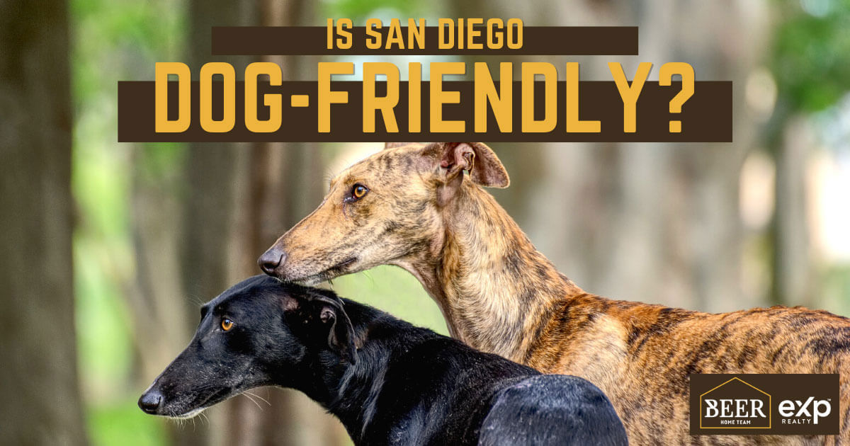 Things to Do With Dogs in San Diego, CA