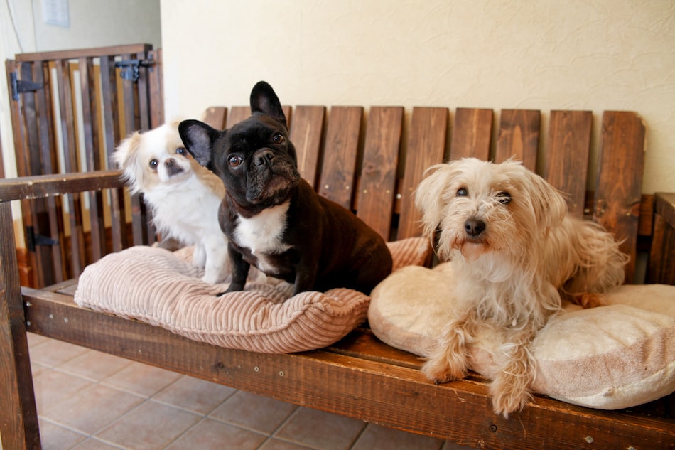 Pet Owner Staging Tips