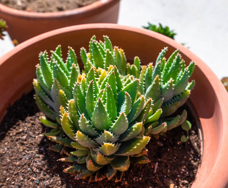 Succulents Can Add Indoor or Outdoor Spanish Landscaping