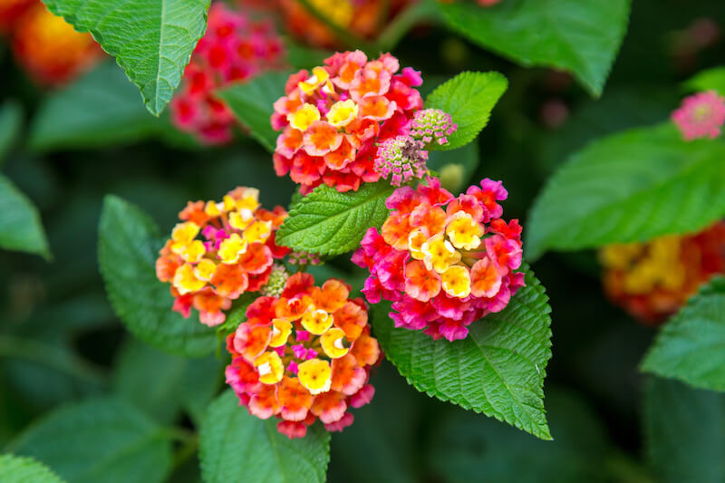 Lantana is a Good Plant for Xeriscape