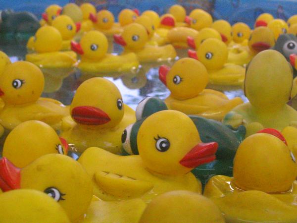 ducksnotinarow
