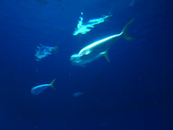 aquarium_250
