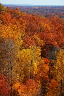 foliage_336 Indiana foliage