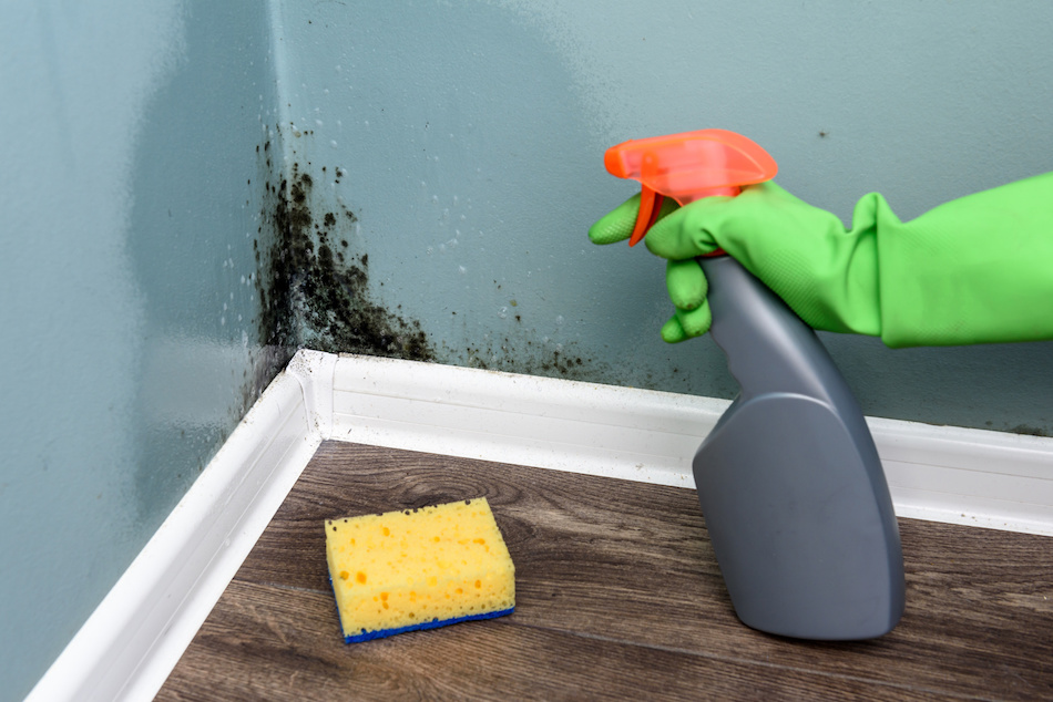 Does Your Home Have Mold? What You Should Be Looking For