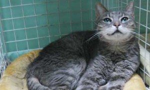 You can sponsor a cat at Kitten Rescue's shelter with monthly or annual payments My sponsored cat, Kelly McGreen