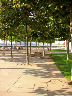 park with lined trees