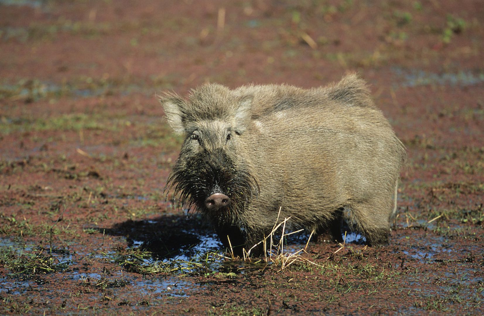 warthog in mud