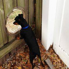 Dog looking through fence window.