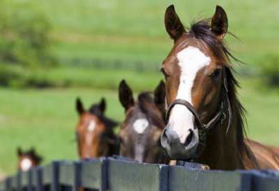 Horse Farms for Sale Lexington KY