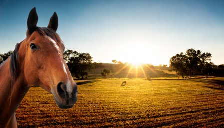 Horse Properties For Sale Nicholasville KY