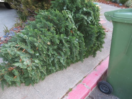 christmas_tree_recycle_hilary_davis_realtor_448