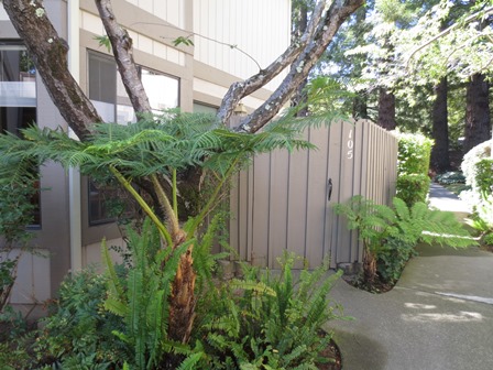 coming_soon105_cheda_lan_novato_hilary_davis_realtor_448