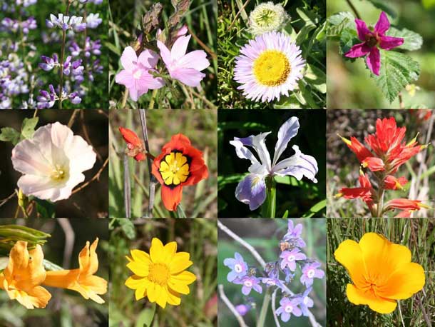 Wildflowers in Marin