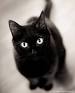 black_cat_93