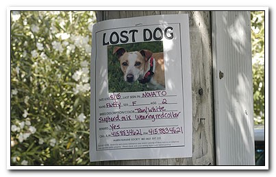 Marin Humane Society - The Place To Go For Lost Pets