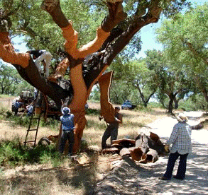 cork_tree_harvest_293