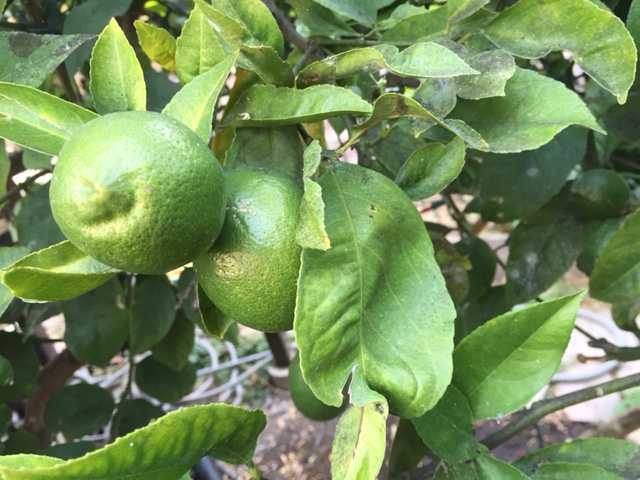 lemon_640