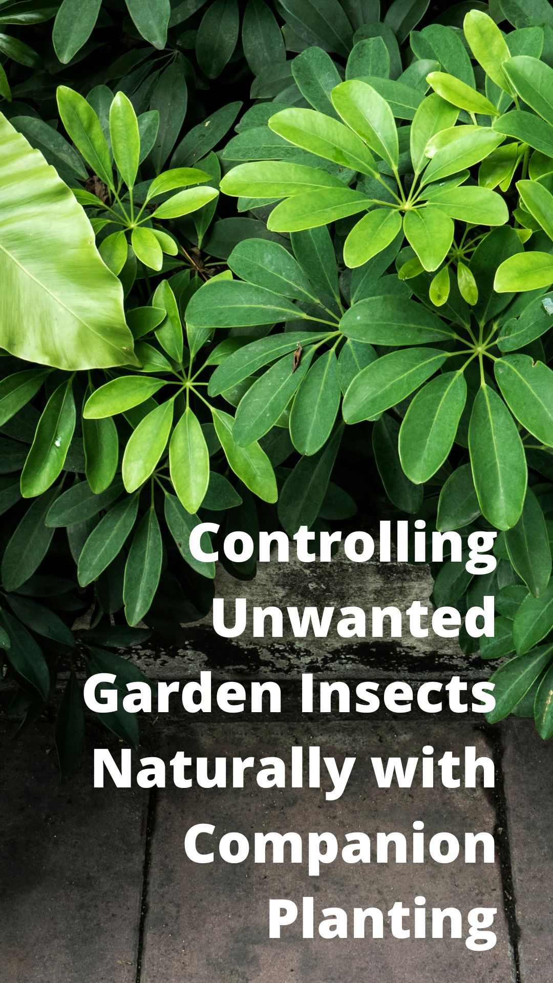 Controlling Unwanted Garden Insects Naturally with Companion Planting
