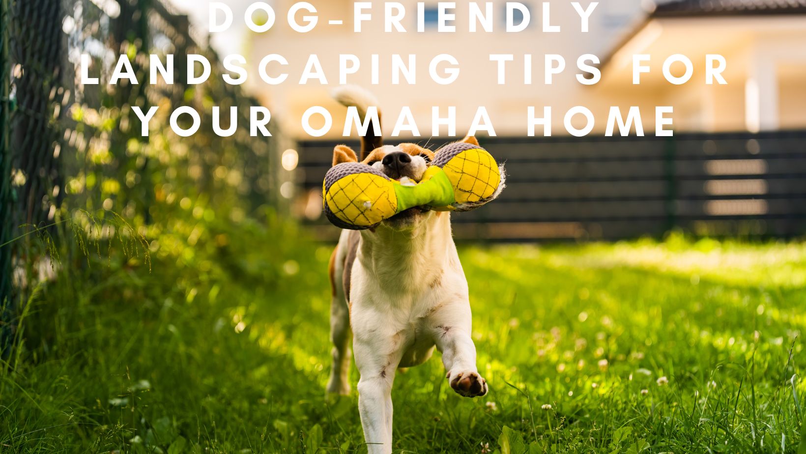 Dog Friendly Landscaping Tips For Your Omaha Home