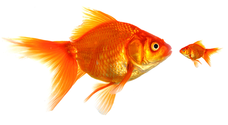 fish pic